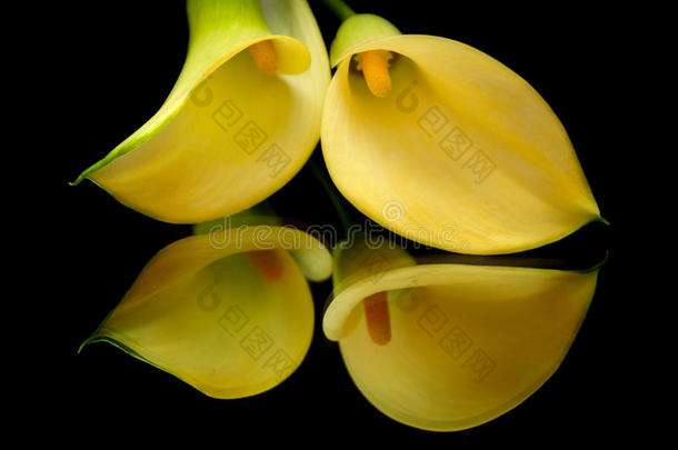 黄色马蹄莲花在黑色上
