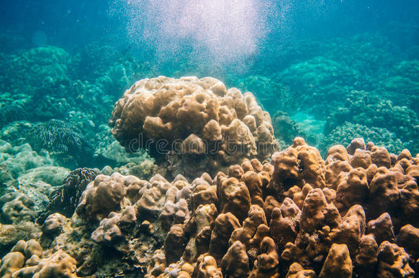 泰国<strong>荔浦</strong>岛五彩缤纷的珊瑚礁