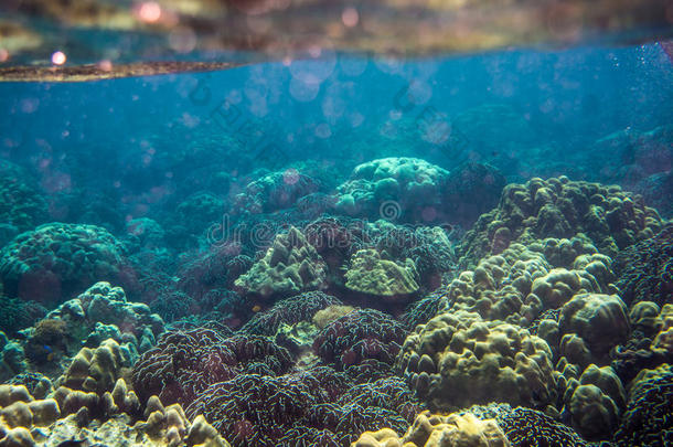 泰国荔浦岛五彩缤纷的珊瑚礁