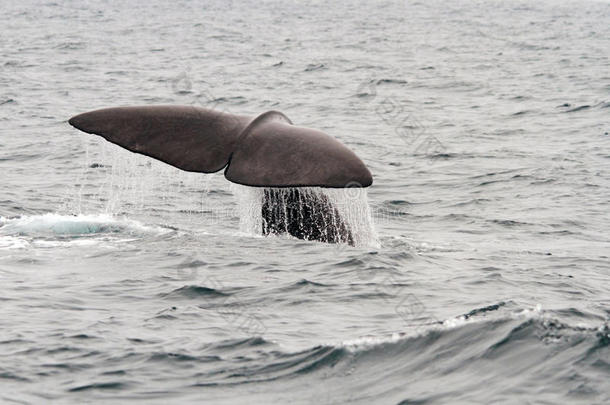 挪威抹香鲸