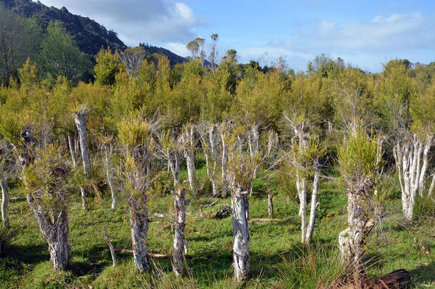 新西兰卡拉梅的茶树种植园。