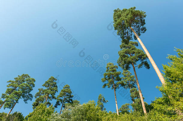 喀尔巴阡森林中的<strong>高大树木</strong>