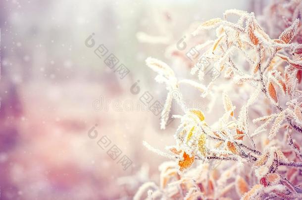 冬季背景为雪树枝树叶