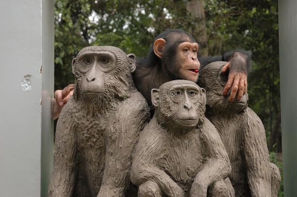 黑猩猩和猴子在纪念碑附近玩耍