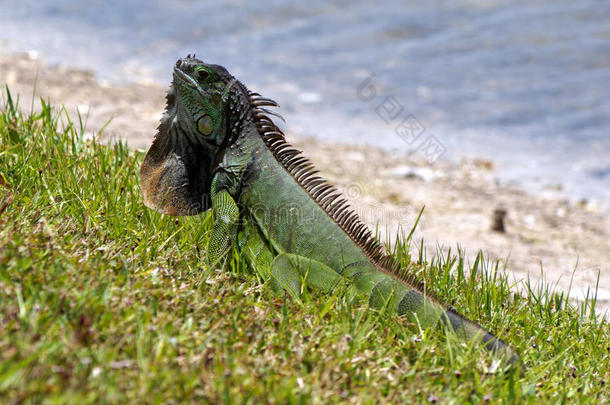 湖边展示颈部赘肉的绿色鬣蜥
