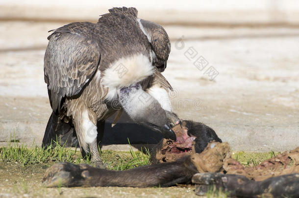 <strong>秃鹫秃鹫</strong>在吃死动物的时候
