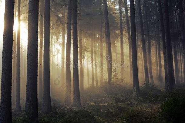 一条穿过金色森林的路，雾蒙蒙，灯光温暖