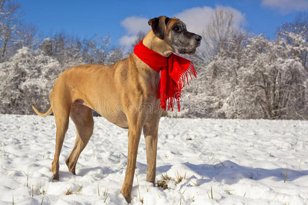 雪地里喜庆的大丹犬