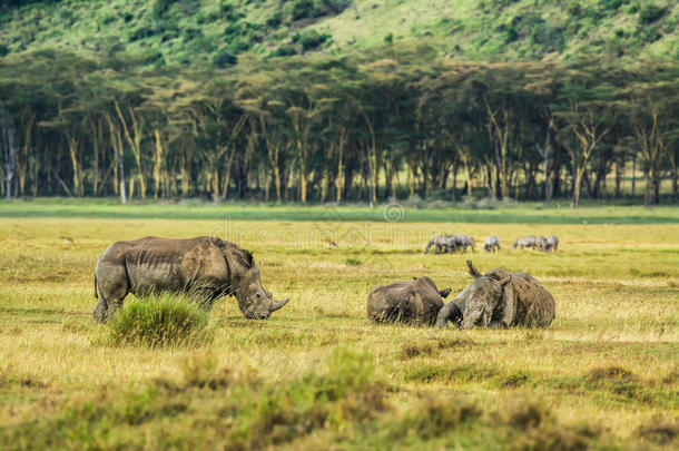 肯尼亚纳库鲁湖国家公园的白犀牛