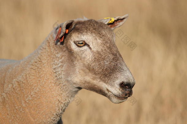 田野里的羊