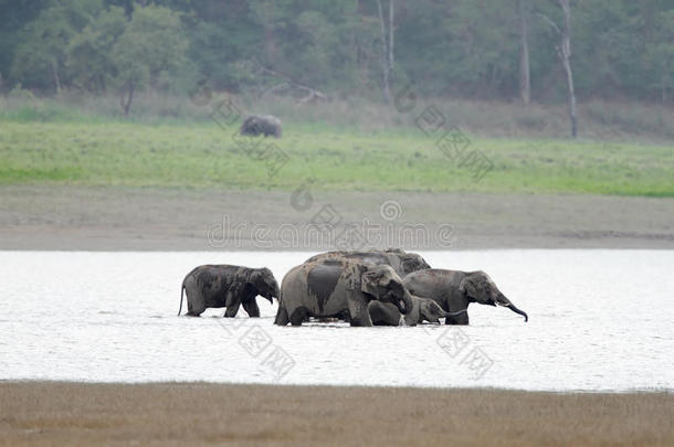 大象在拉姆甘加河<strong>降温</strong>，吉姆·科贝特