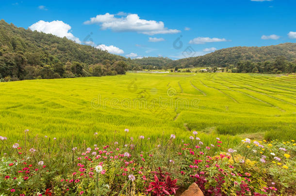 山上的鲜花和田野