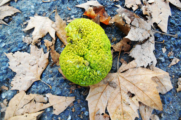脑形绿色水果，maclura pomifera（被称为osage橙子）