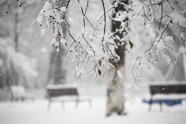 雪景。分支机构详情