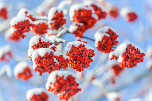 蓝蓝的天空，雪地下冰冻的<strong>杨梅树</strong>枝