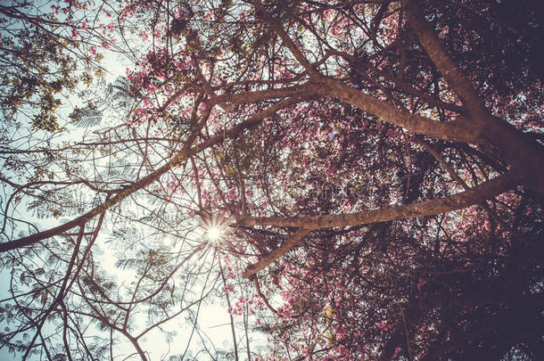 复古风粉色花朵树