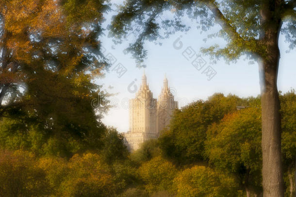 纽约中央公园树木和毛囊的软聚焦图像