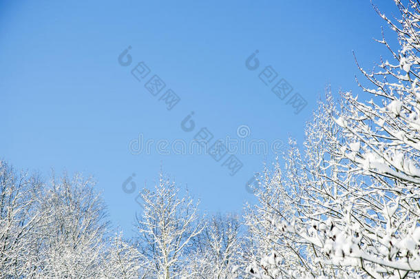 雪树点缀着<strong>湛蓝的天空</strong>。