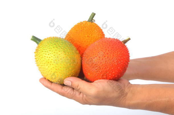 手拿gac水果，小菠萝蜜