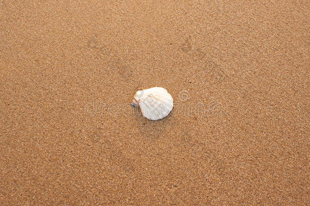一种白色扇形贝壳，依偎在沙粒的中心