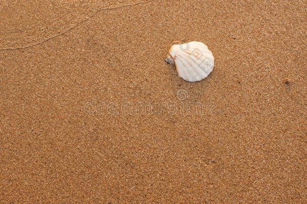 白色扇形贝壳，依偎在沙粒的中心