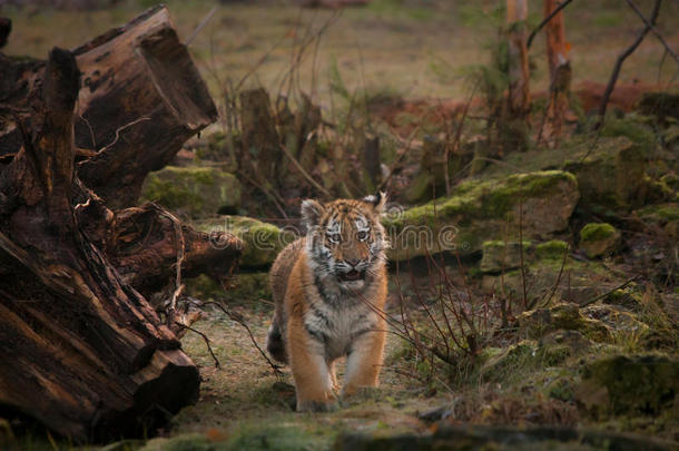 可爱的小老虎在丛林里散步