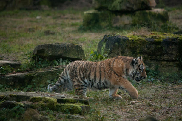 可爱的小老虎在丛林里散步