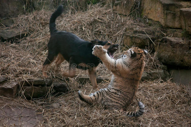 可爱的小老虎和狗玩