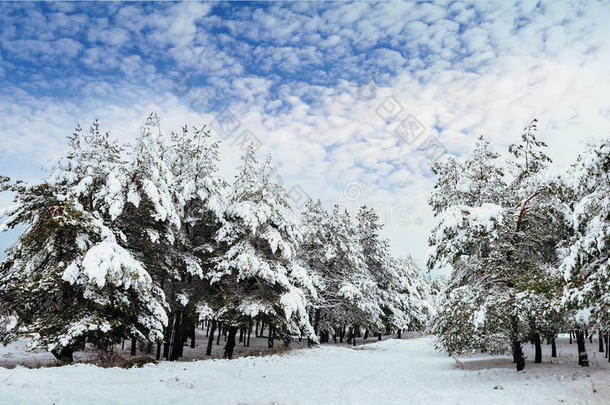 冬季森林中的新年树。美丽的冬季景观，白雪覆盖的树木。树上覆盖着白霜和雪。
