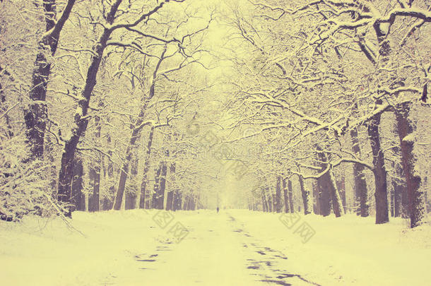 白雪皑皑的树巷