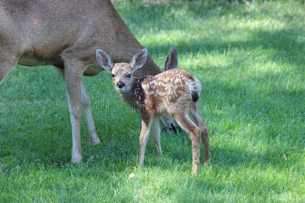 骡鹿小鹿和妈妈在一起。
