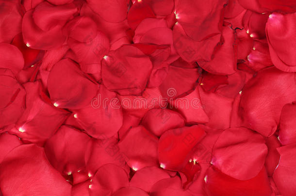 红色玫瑰花瓣的背景爱的主题在情人节