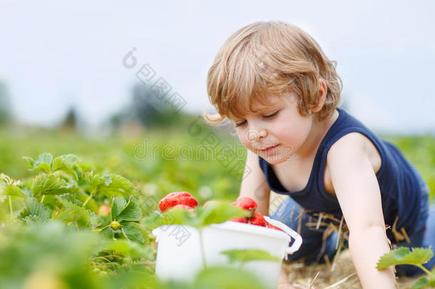 有趣的小孩在浆果农场采摘和吃草莓