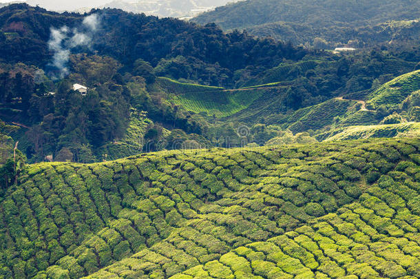 青山茶种植-卡梅隆高地，马来西亚