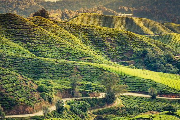 青山茶种植-卡梅隆高地，马来西亚