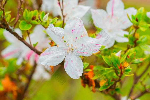 开花的白色杜鹃花（杜鹃花）在雨后