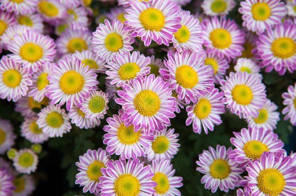 关闭粉红色和黄色菊花雏菊花用作植物区系和花蕾花瓣背景，背景