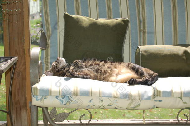 猫在中午睡觉，在阳光廊晒太阳，在懒惰的下午。