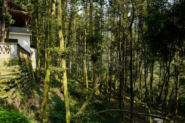 中国传统建筑在山腰树林在阳光明媚的W