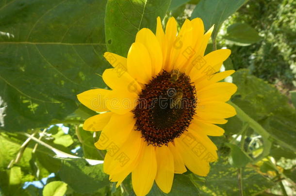 农业动物巴尔干半岛美丽的蜜蜂