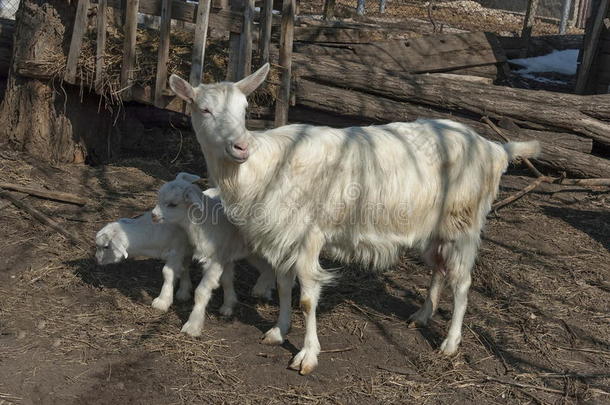 两个顽皮的小山羊遇见了妈妈