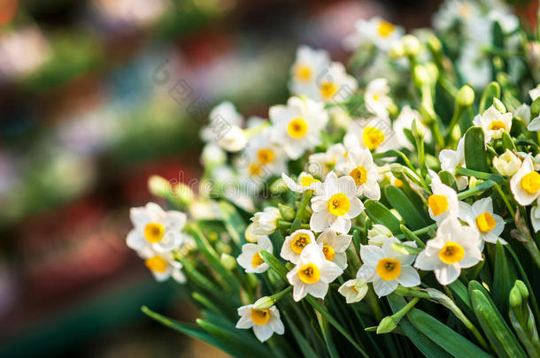 一束白色水仙花在春天的<strong>花卉市场</strong>