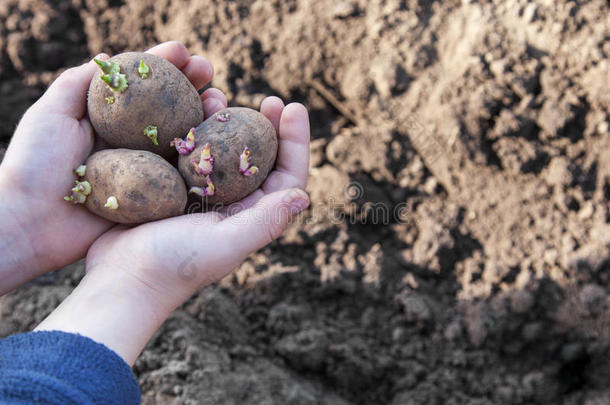 为新的季节种植土豆