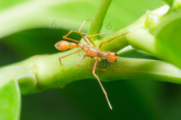 蚂蚁蛛形纲蜘蛛目亚洲贝特西
