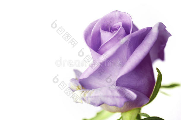 白色背景上<strong>紫色玫瑰</strong>的特写