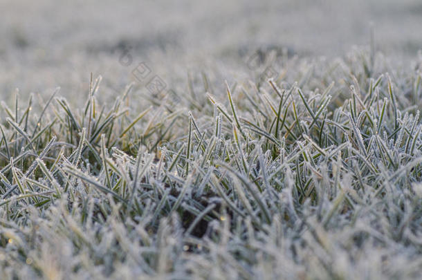 清晨阳光下草地上的霜
