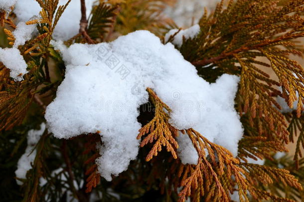 雪丛