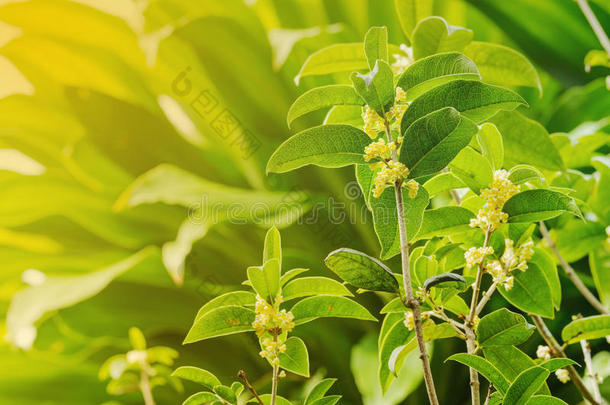 芳香芳香的米色开花植物学