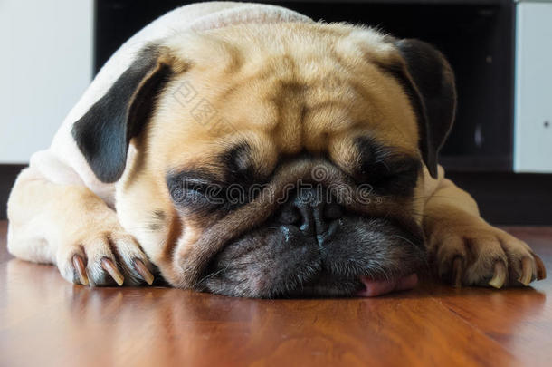 靠近可爱的小狗狗的脸睡在下巴和舌头躺在层压板地板上
