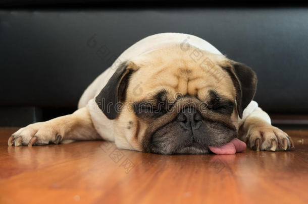 靠近可爱的小狗狗的脸睡在下巴和舌头躺在层压板地板上